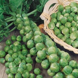 HẠT BẮP CẢI TÍ HON - GÓI 1 GRAM