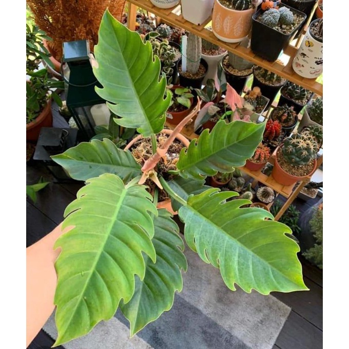Chậu cứng philodendron caramel marble