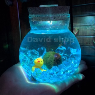 Lọ thủy tinh nắp gỗ có led/marimo-trang trí bàn học-bàn làm việc
