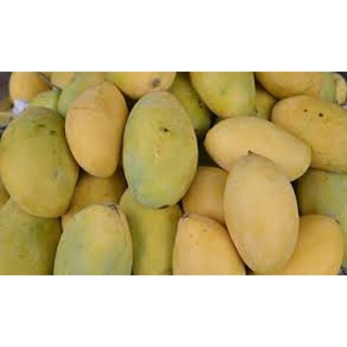 Cây giống xoài keo