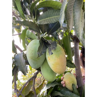 Cây 🌲 Xoài Hòn xưa