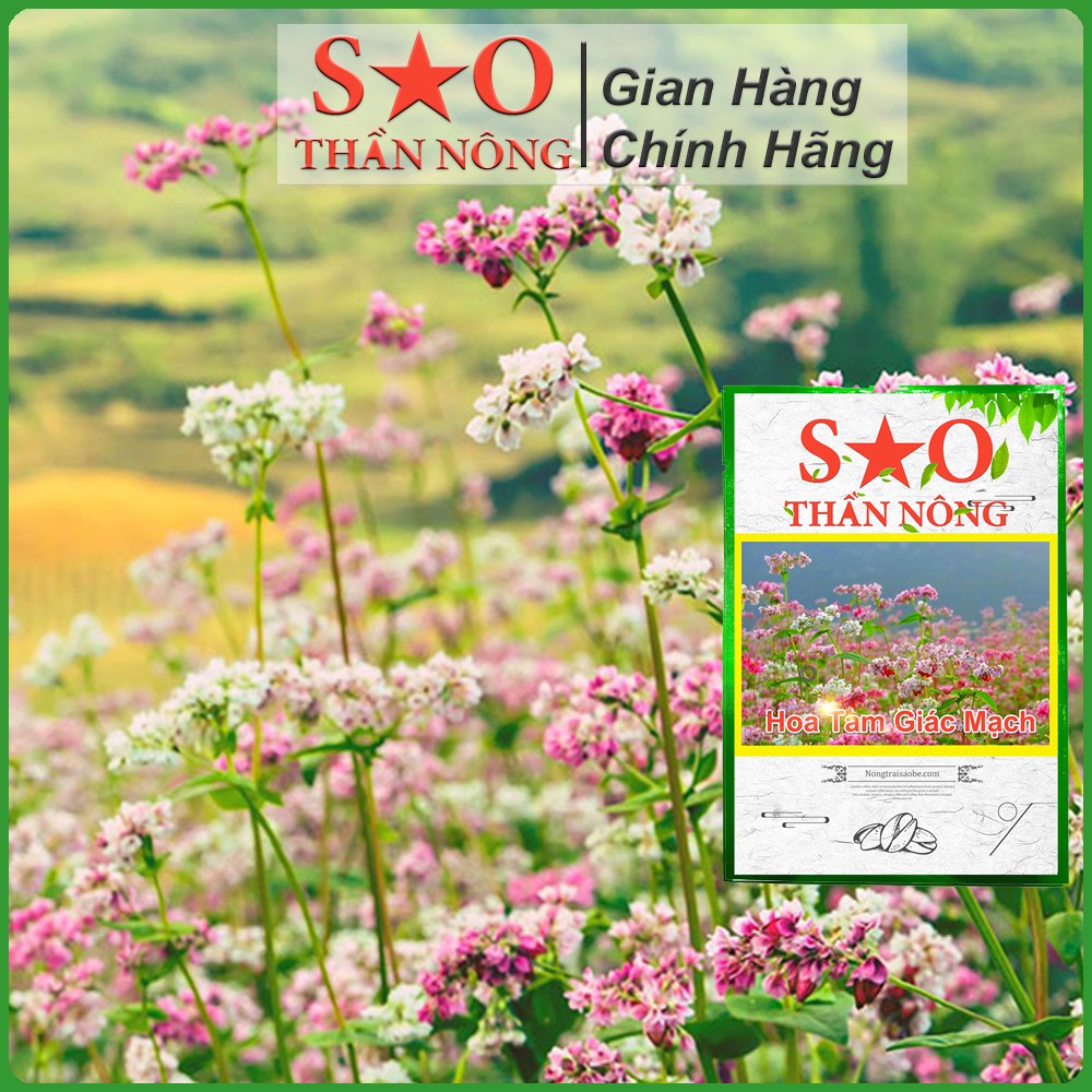 Hạt giống hoa tam giác mạch mix nhiều màu Sao thần nông gói 100 hạt