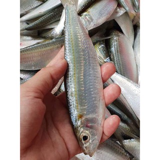 combo 6 hộp Cá trích sốt cà 155gr