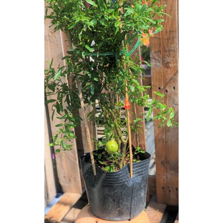 Cây lựu Thái đỏ ăn trái cao 90 - 100 cm