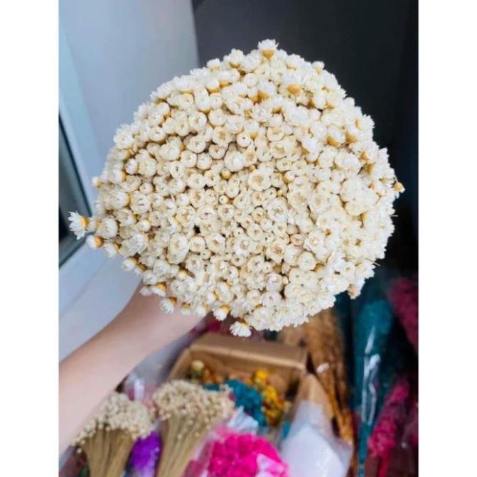 HOA TUYẾT NHIỆT ĐỚI KHÔ,HOA SNOWY BẤT TỬ, CÚC GLIXIA (TRẮNG)