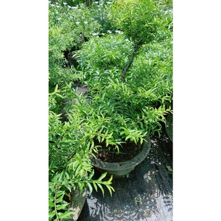 Mai Chiếu Thuỷ Bonsai Cao 70cm