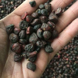 Hạt dổi rừng