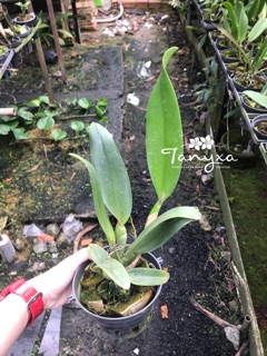Cattleya Cây Trưởng Thành