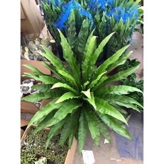 Cây Tổ Phượng- Ráng Ổ Phụng cây lớn y hình(ảnh thật)