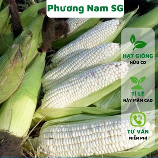 Hạt giống bắp nếp nù Phương Nam 20gr
