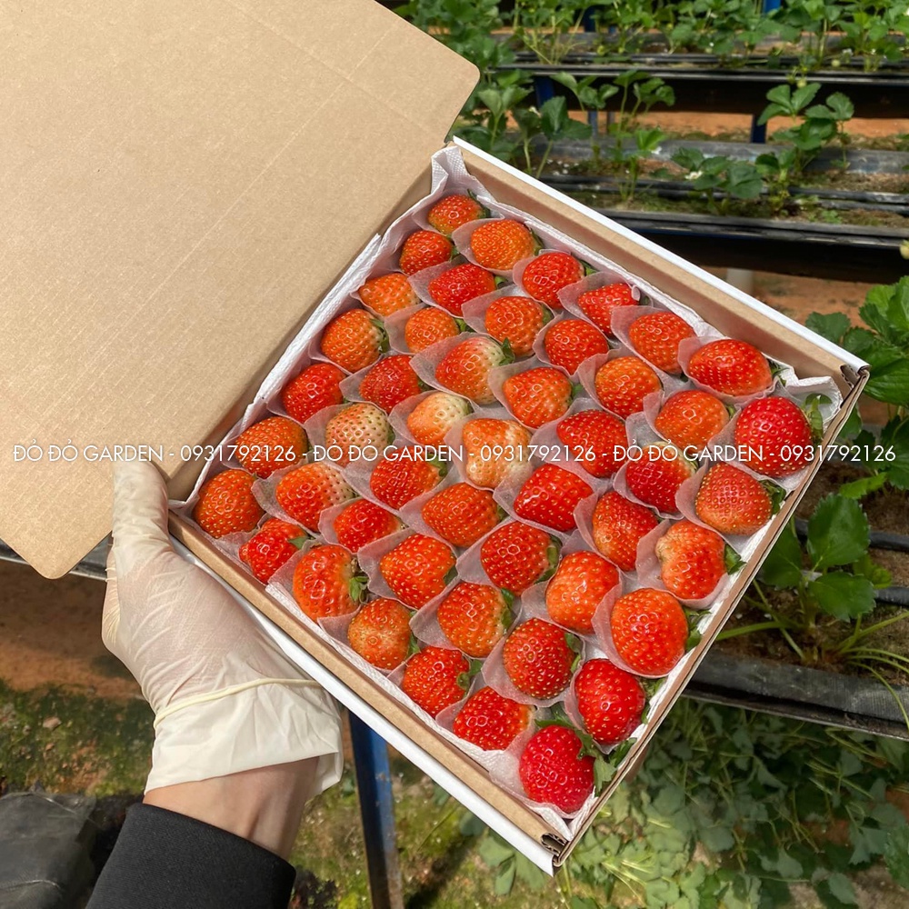 [Giao nhanh 2h] Dâu Giống Hàn Đang Rộ Được Trồng Theo Quy Trình Công Nghệ Cao Tại Đà Lạt _ Hộp giấy | BigBuy360 - bigbuy360.vn