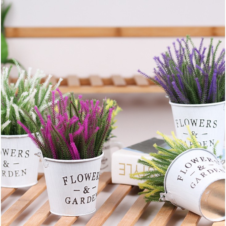 Xô thiếc và cỏ nhánh nhọn, hoa giả