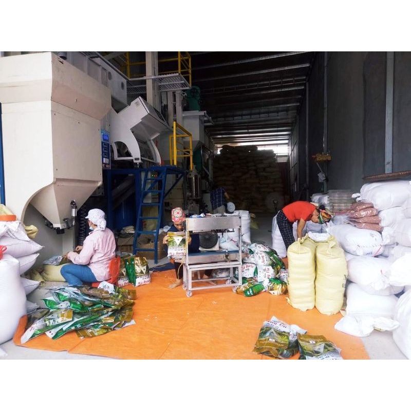 Gạo Séng Cù Bát Xát Lào Cai