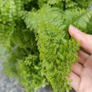 Chậu nhựa dương xỉ lá nhuyễn để bàn - Cyclosorus parasiticus