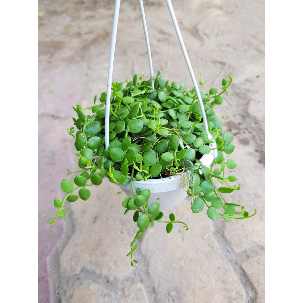 Trầu bà mini treo cửa sổ ban công hoặc để bàn trang trí quán cà phê gồm trầu bà càng cua, trầu bà đốm, lan dola...