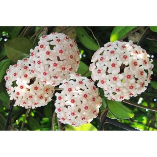 Chậu cẩm cù giống