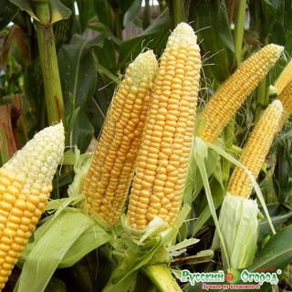 Hạt giống bắp Mỹ (bắp ngọt) - 500gr