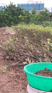 Cây giống Hồng Giòn