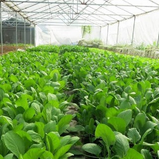 Hạt giống cây Cải Bẹ Xanh Mỡ, chịu nhiệt tốt, năng suất cao - 20 Gr