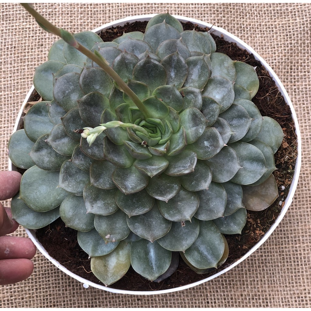 Chậu Sen Đá size đại SĐ8