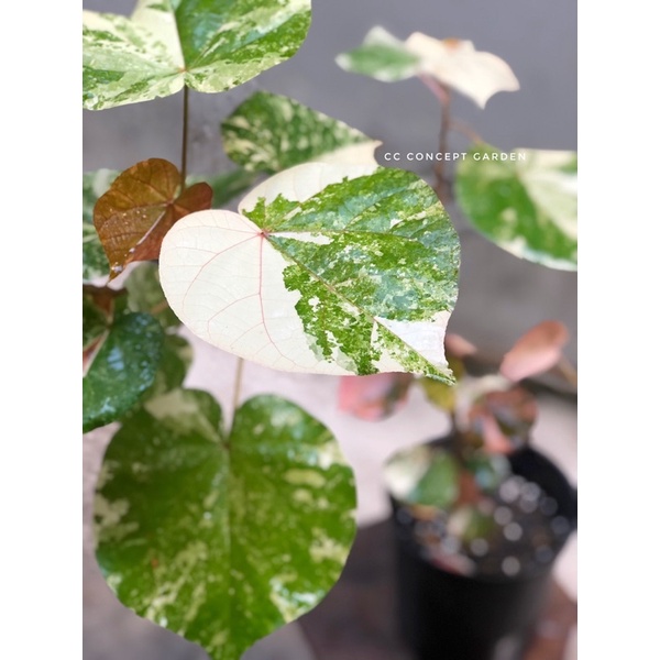 Cây Dâm Bụt Var | Hibiscus Tiliaceus Variegata