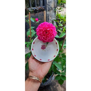 Hoa hồng chậu tường vi