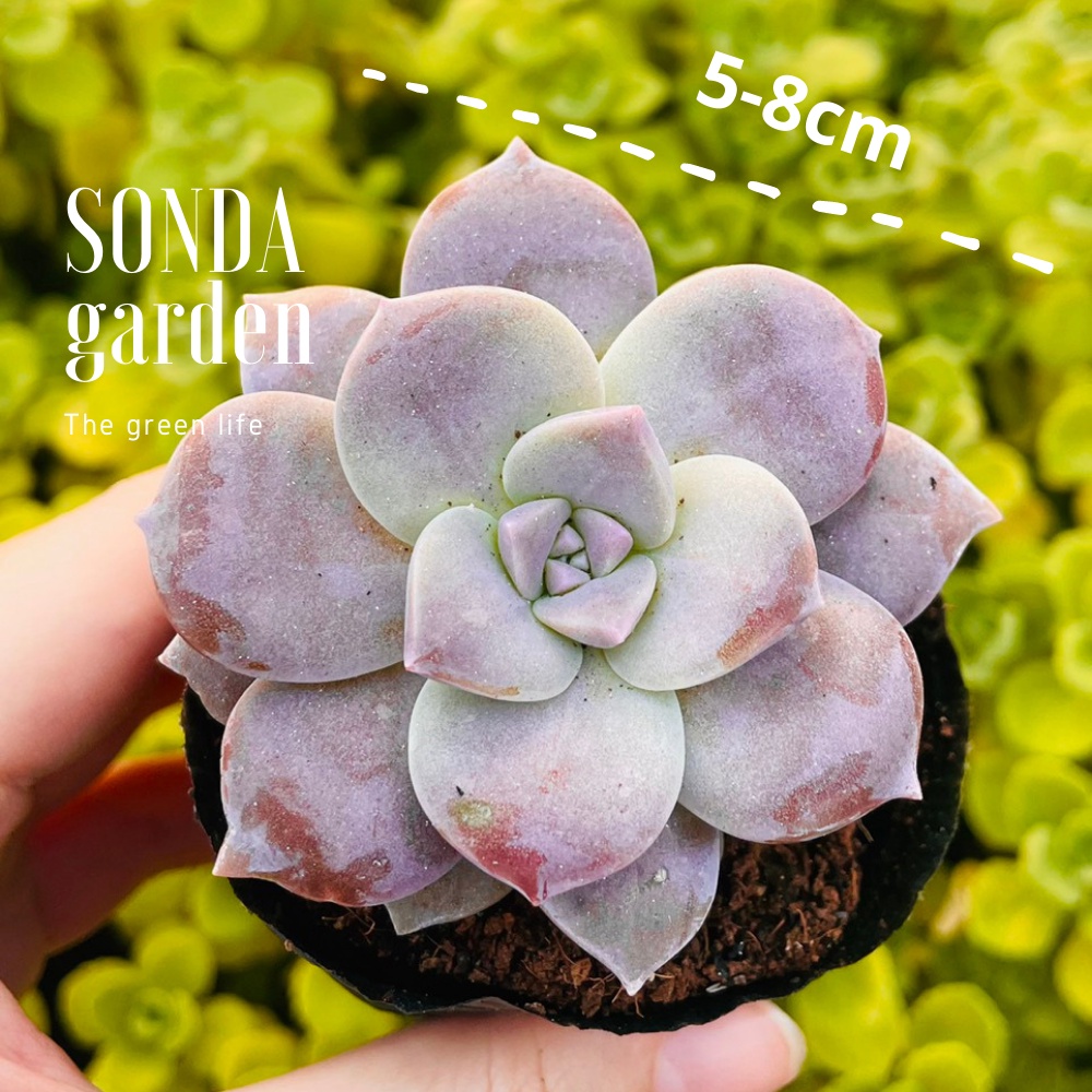 Sen đá dĩa hồng SONDA GARDEN size bé 5-8cm, xuất xứ Đà Lạt, khoẻ đẹp, lỗi 1 đổi 1