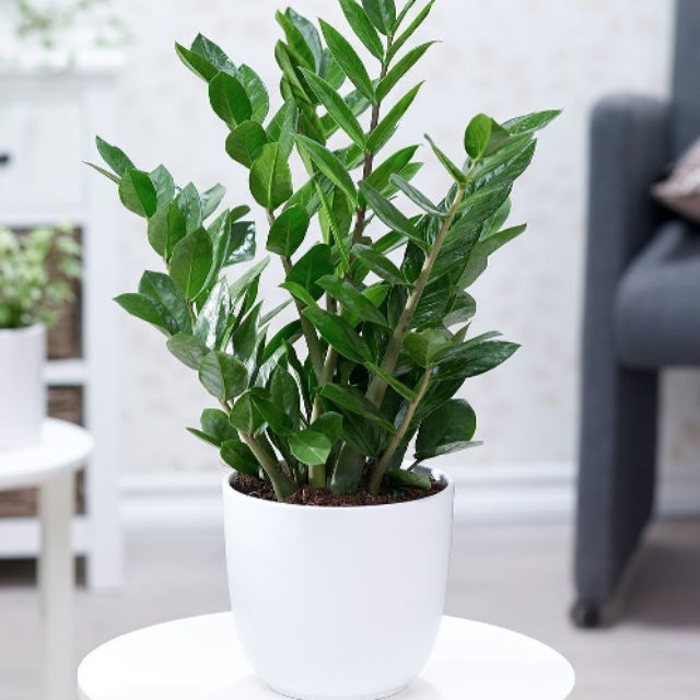 Cây kim tiền tặng Khai Trương