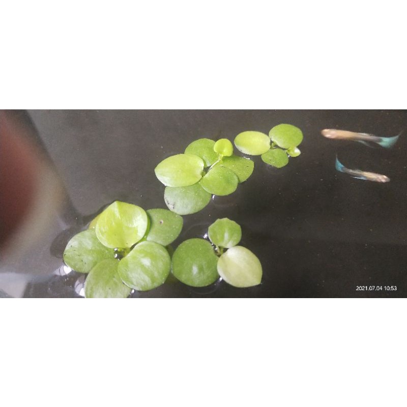 Bèo nhật đẹp dày cứng cho hồ cá tép thủy sinh
