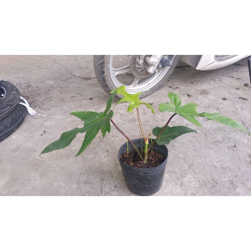 Trầu chym én