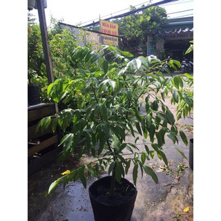 cây cóc thái đang hoa trái nhỏ