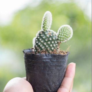 Xương rồng tai thỏ