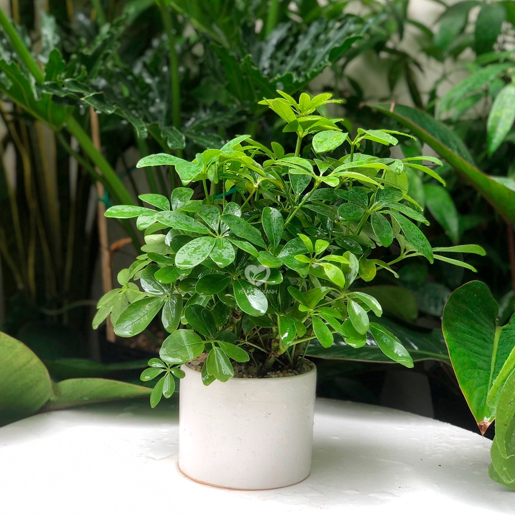 Cây Ngũ Gia Bì để bàn kèm chậu sứ tráng men