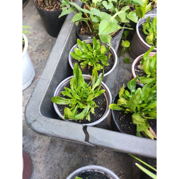 cây ngò gai cây mùi tàu rau gia vị, loại mềm thơm, dễ nảy cây con (eryngium foetidum)