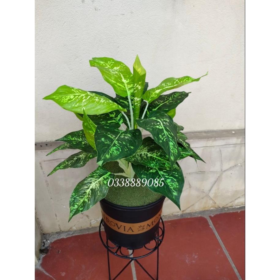Chậu cây Ngân Hà trang trí cửa hàng,văn phòng,nội thất