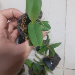 Ngọc điểm lá mít giống