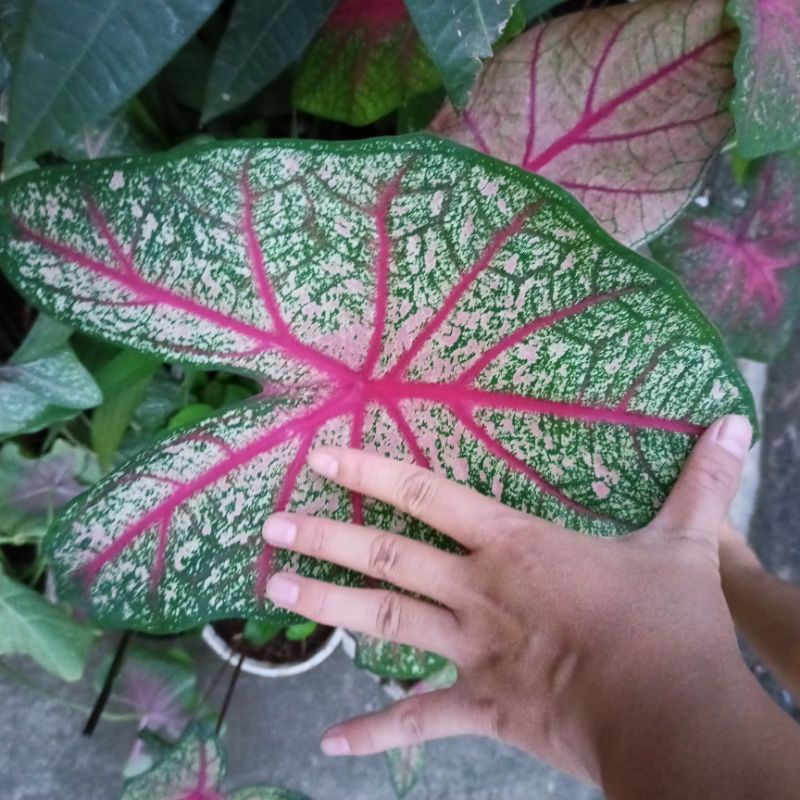 Chậu cây môn hồng xanh gân đỏ giống lá to hơn 25cm- heart to heart caladium - ship toàn quốc