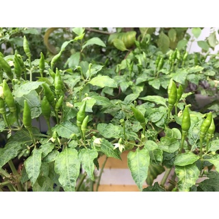 Cây Ớt Xiêm Xanh (Ớt sẻ, ớt rừng) Sản phẩm có bảo hành