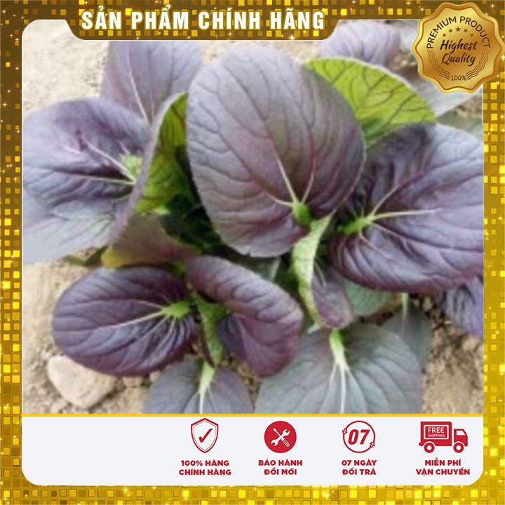 Hạt giống Cải chit