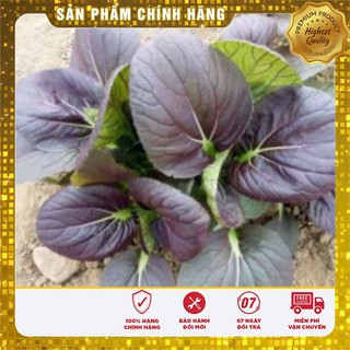 Hạt giống Cải chit