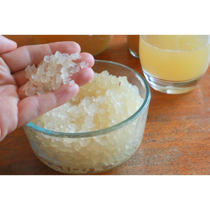 Nấm nước Kefir khỏe, tạo kefir dừa hoặc kefir trái cây