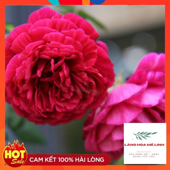 Hoa Hồng Bụi Ligare 230 Rose[ ️VẺ ĐẸP QUYẾN RŨ️]là giống hoa nhập ngoại hiếm, với màu đỏ hồng đặc trưng.