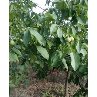 óc chó nếp sìn hồ