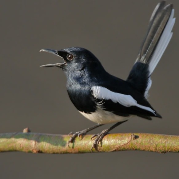 5 Gói Phu Vinh - All insect - Jambul, Puteh, Magpie, Hwamei, Shama, Finch...