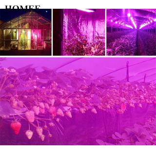Đèn LED trồng cây trong nhà