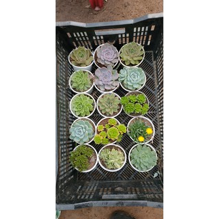 Sen đá size lớn ( được chọn mẫu)