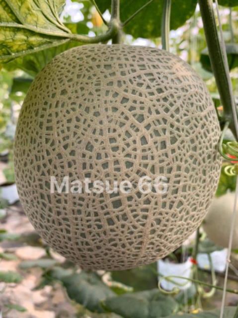 Gói 10 Hạt giống dưa lưới tròn Nhật chịu nhiệt tốt Matsue 66 vỏ xanh ruột cam, đặc ruột cực ngon