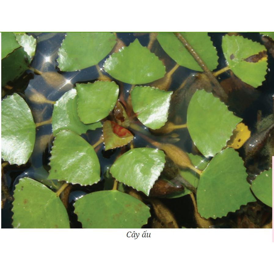 Củ ấu sừng trâu
