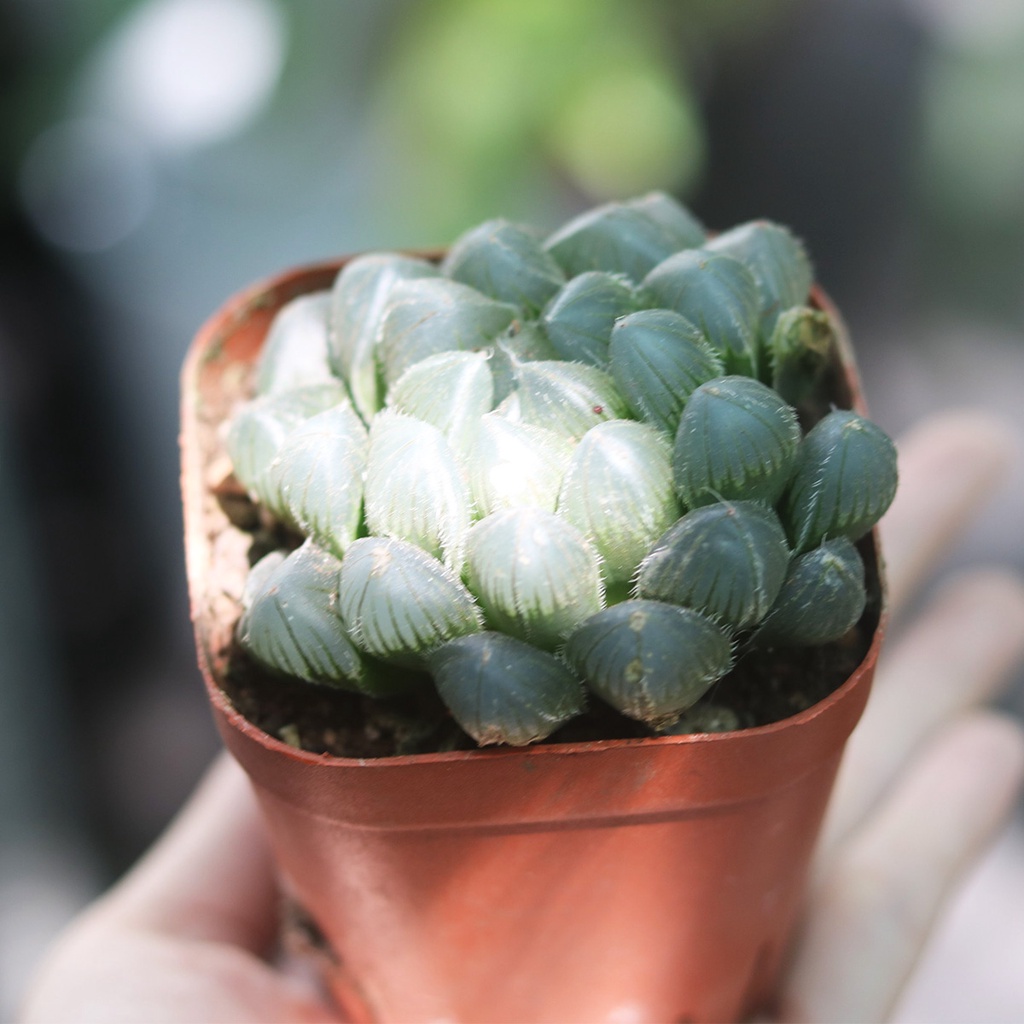 Sen đá Haworthia nhiều loại, size chậu 8cm