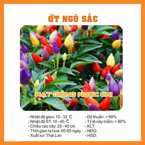 Hạt Giống Ớt Ngũ Sắc (Cây Ớt Cảnh Ăn Được) - 30 Hạt